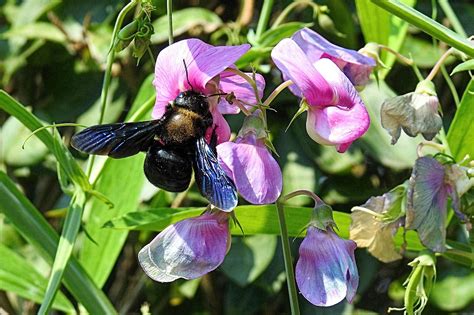 Carpenter Bee Pollination Garden - Free photo on Pixabay - Pixabay