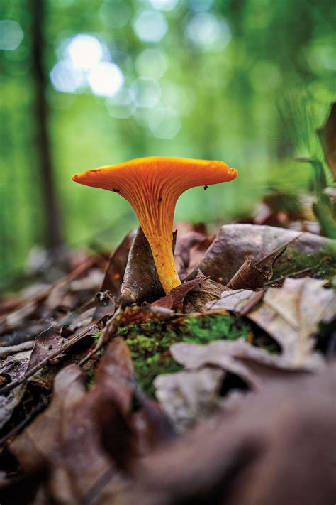 Forage for Rare and Pricey Chanterelle Mushrooms in East Texas