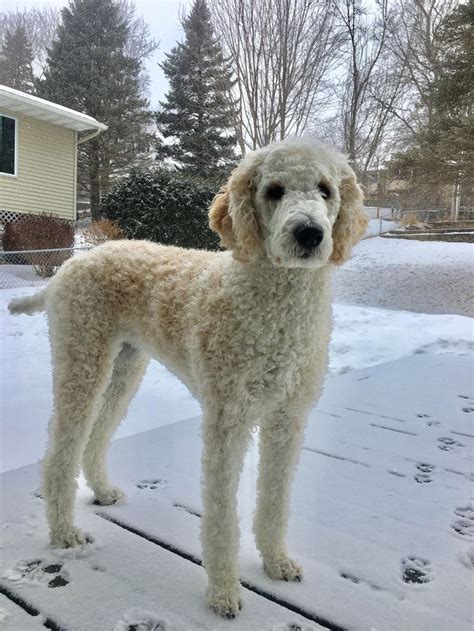 Leggy miss Penny the Standard Poodle | Poodle puppy standard, Poodle haircut, Poodle grooming