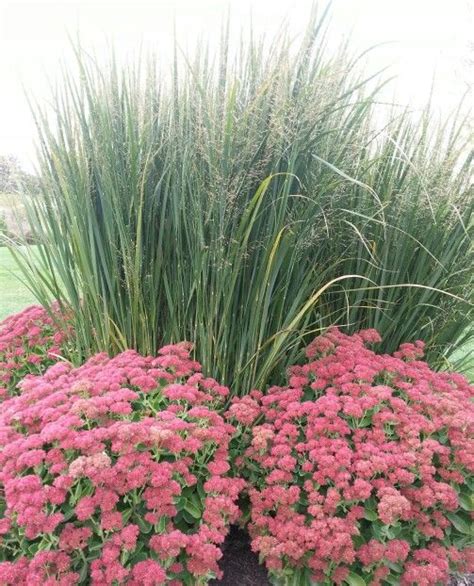 Northwind switch grass paired with Autumn Joy sedum | low water & full sun | my fall garden ...