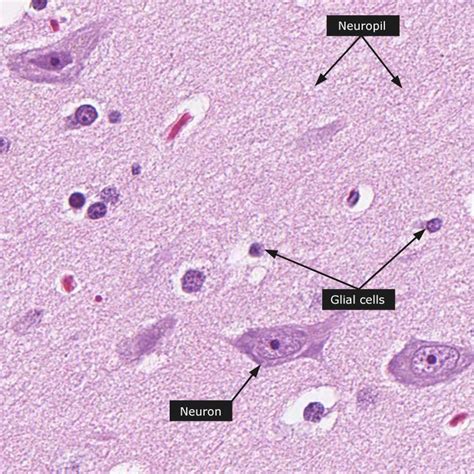 Dictionary - Normal: Cerebral cortex | Cerebral cortex, Medical education, Medical art