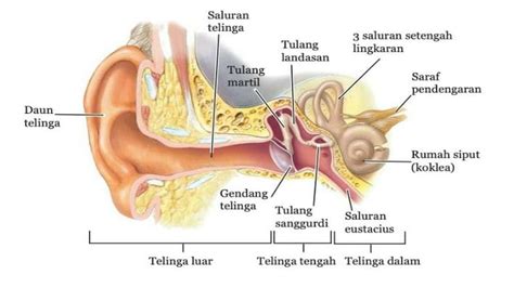 Bagian Telinga dan Fungsinya pada Manusia, Menakjubkan!