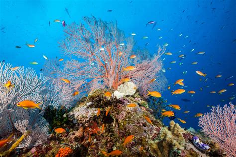 A Traveller's Guide To Australia's Great Barrier Reef