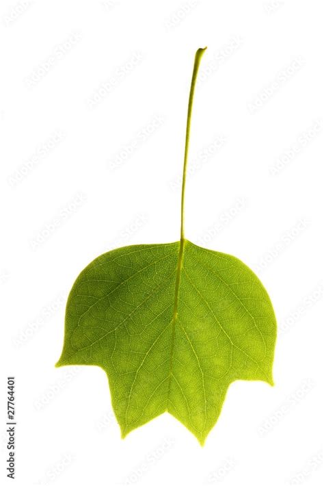 Liriodendron tulipifera Stock Photo | Adobe Stock