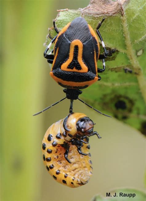 Bugs in orange and black, predator and prey: Two-spotted stink bug ...