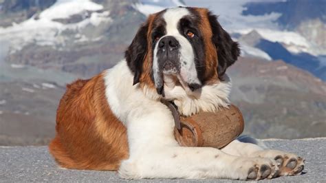 These Are the Most Popular Giant Dog Breeds in America – Page 6 – 24/7 ...