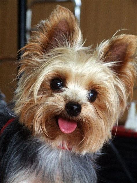 15 Signs You're A Crazy Yorkie Person... and Damn Proud To Be!