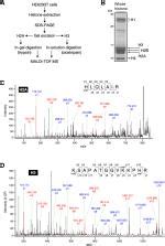 Histidine N τ-methylation identified as a new posttranslational modification in histone H2A at ...