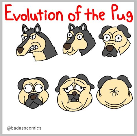 Evolution of the pug [OC] : comics