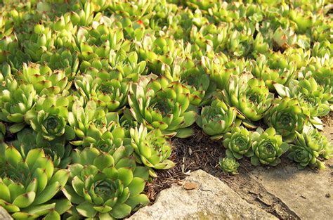 10 Easy-Care Groundcovers for Shade that Grow in Tough Spots