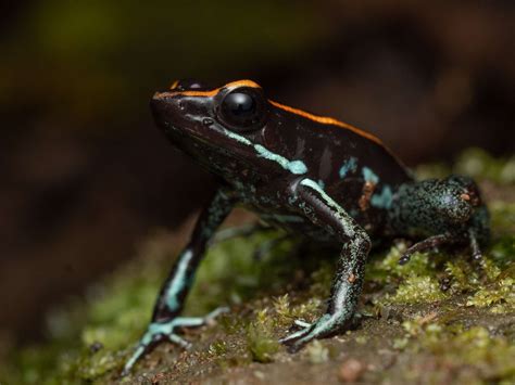 16 Poisonous Frogs That Are Beautiful but Deadly