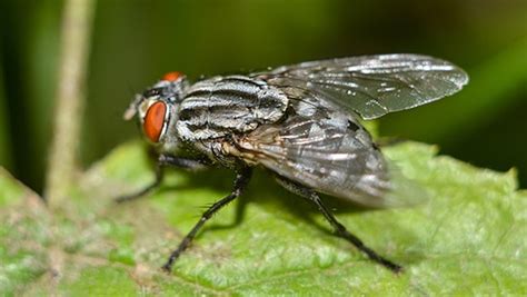 Facts About Large Flies (House Flies) | Ecolab