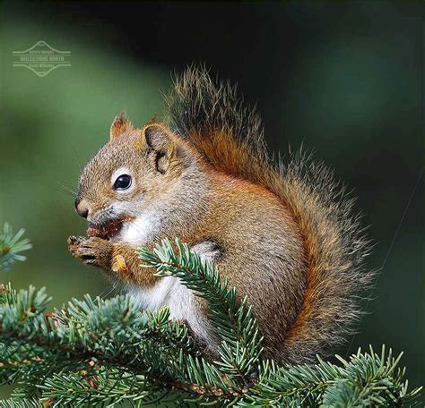 Red squirrels: cute and clever, but kind of annoying | NCPR News