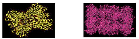 Structure of Peptidases Fig.-4: Structure of Proteases | Download ...