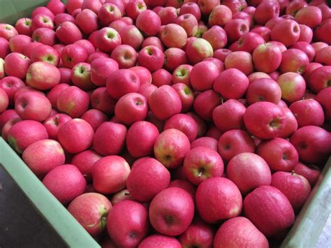 Australian pome fruit volumes could be 10% down on estimates, says APAL - FreshFruitPortal.com