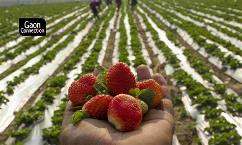 Winter of discontent: COVID-19 pandemic and unseasonal rains slash strawberry production in ...