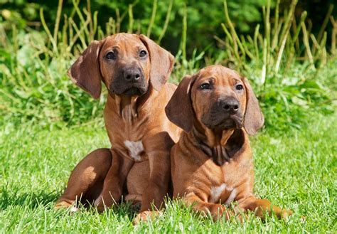 Rhodesian Ridgeback - Temperament, Lifespan, Shedding, Puppy