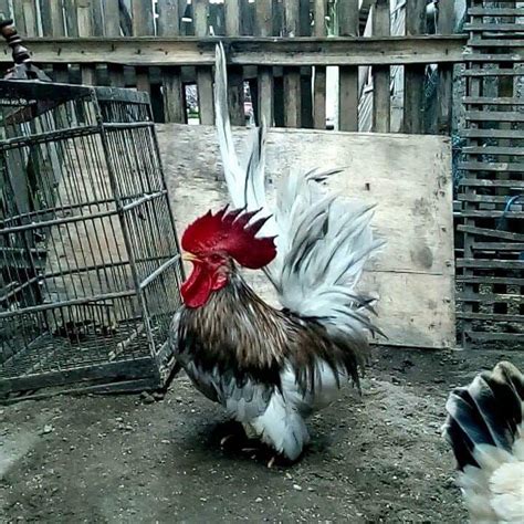 Jenis ayam hias indonesia beserta gambarnya