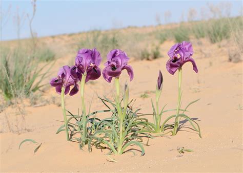 Negev Iris in Bloom, Israel 2025 - Rove.me