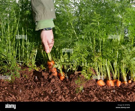 farm worker picking carrot Stock Photo - Alamy