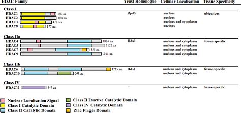 Figure 1.2 from The effect of histone deacetylase inhibitors on gene ...