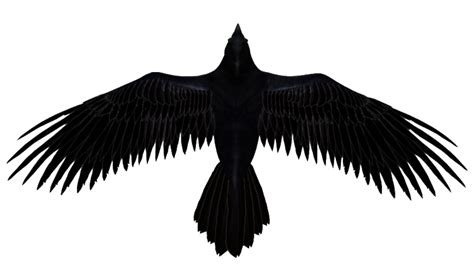 Raven PNG Images Transparent Free Download