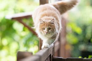 The facts behind cats' nine lives | Petplan