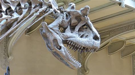 Museum Skeleton Dinosaur - Free photo on Pixabay - Pixabay