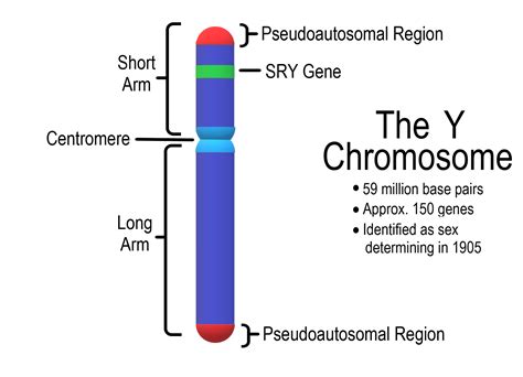 18.2 Introduction to the Reproductive System – Human Biology