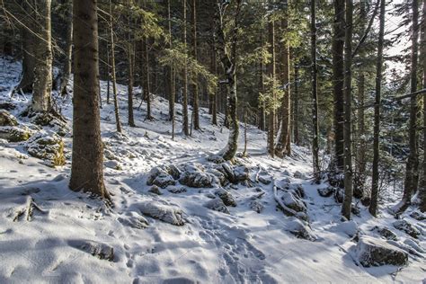 Snowy Forest at Sunrise after Snow | Nature Stock Photos ~ Creative Market