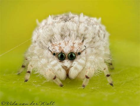 Unidentified sp. (subfamily Ballinae) African jumping spider | Jumping ...