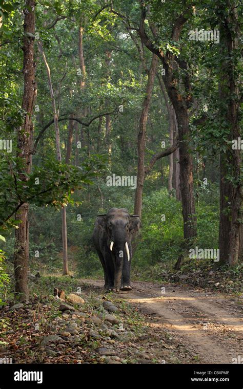 Asiatic Elephant in forest habitat Stock Photo - Alamy