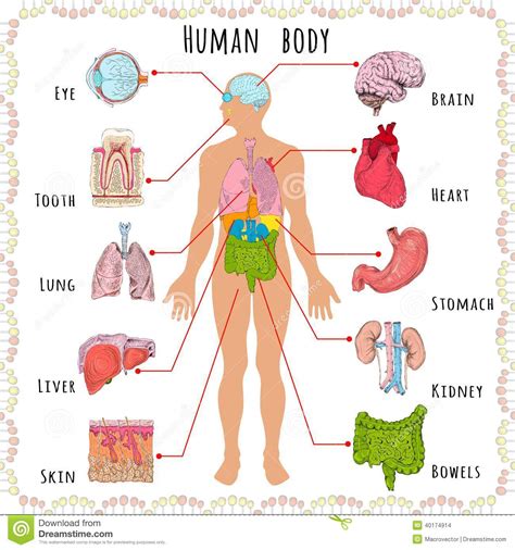 Human anatomy clipart 20 free Cliparts | Download images on Clipground 2024