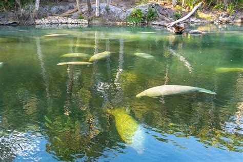 FAU | New AI Method Counts Manatee Clusters in Real Time