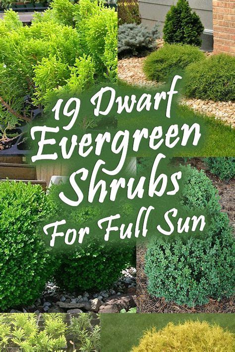 19 Dwarf Evergreen Shrubs For Full Sun - Garden Tabs | Small front yard ...