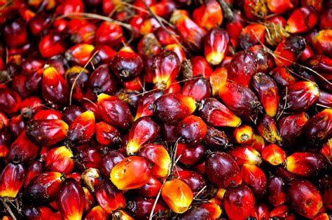 Malaysia invites ambassadors to help dispel EU consumers' misperceptions of palm oil | New ...