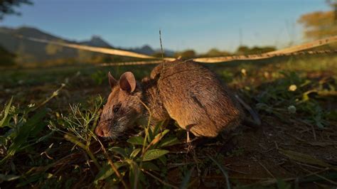 Prolific Land Mine-Detecting Rat Receives Award for Bravery | Complex