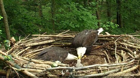 Image result for bald eagles nest | Bald eagle, Baby bald eagle, Eagles