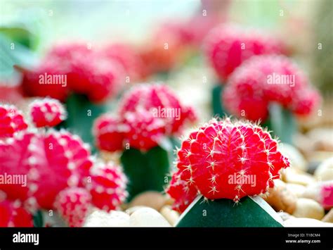 Beautiful red color moon cactus garden, plant propagate grow by grafting and scion, red color ...