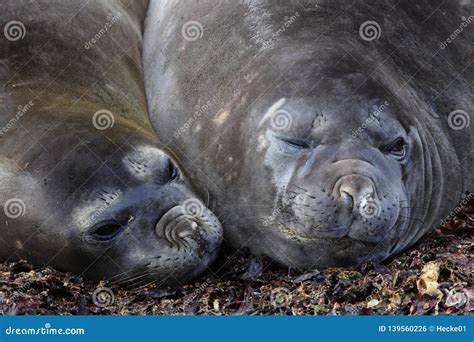 The Seals of Antarctica stock photo. Image of walrus - 139560226