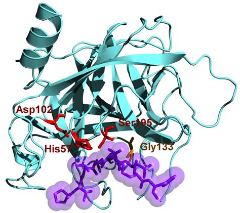 Chymotrypsin – Wikipedia