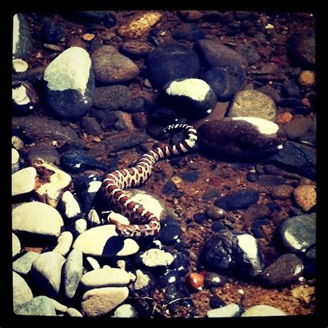 Great Basin Rattlesnake Baby | Project Noah