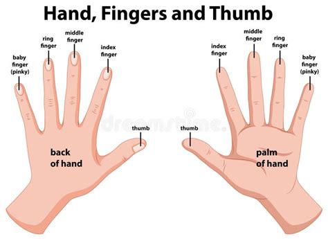 Diagramme Montrant Les Mains Humaines Illustration de Vecteur - Illustration du path, tableau ...