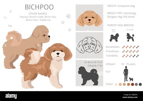 Bichpoo, Poochon clipart. Bichon Frise Poodle mix. Different coat colors set. Vector ...