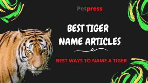 Tiger Names: 560+ Best Names for Tigers | PetPress