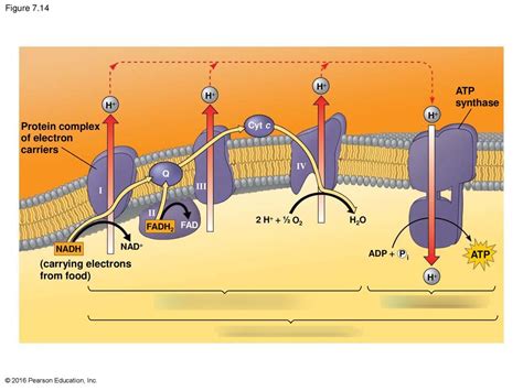 Oxidative Phosphorylation Definition Steps Examples