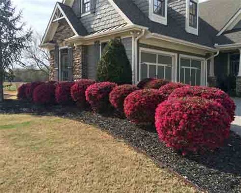 Loropetalum Care Tips And Characteristics - Greenplantpro