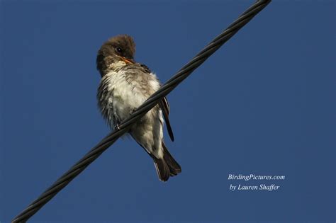 Olive-sided Flycatcher – Birding Pictures