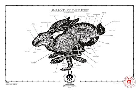 ANATOMY OF THE RABBIT: ANATOMY SHEET NO. 18 - Rabbit Eye Movement Inc.