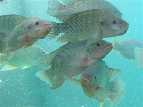 The potential of tilapia aquaculture in sub-Saharan Africa